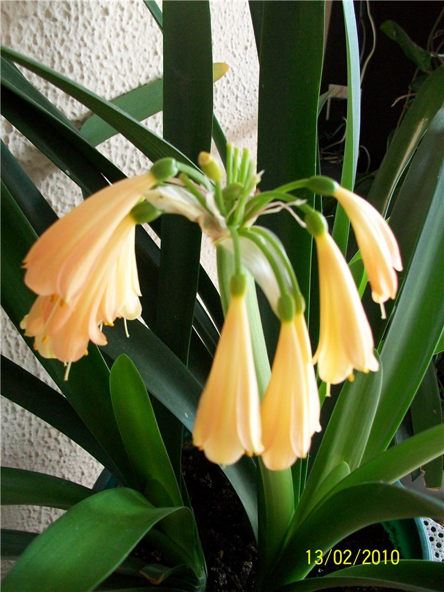 Klivija -lat. Clivia miniata